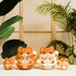 PP Baby Daruma Ginger Cat 100% & 200%